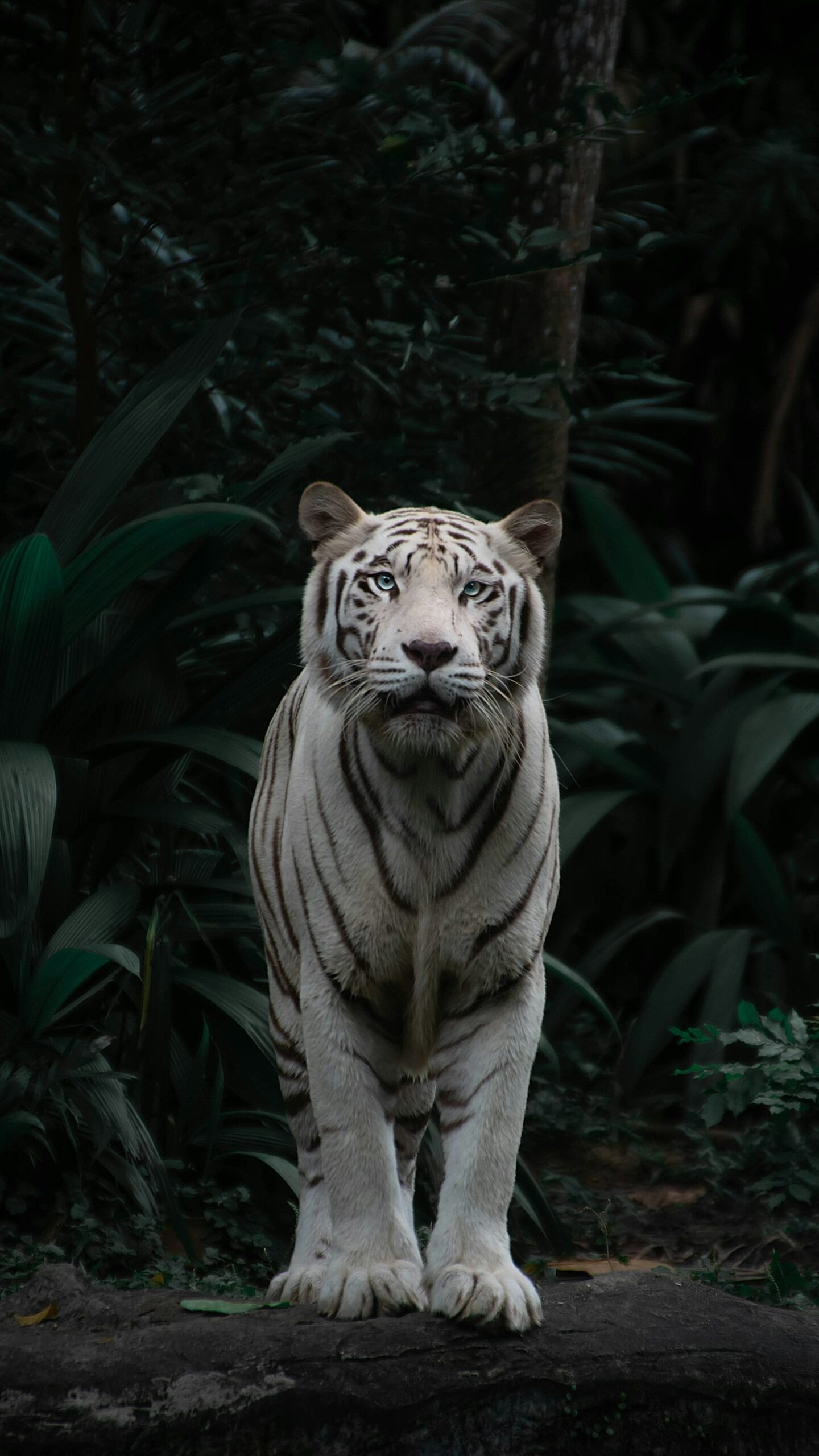 10 Tips for Capturing Stunning Wildlife Photos