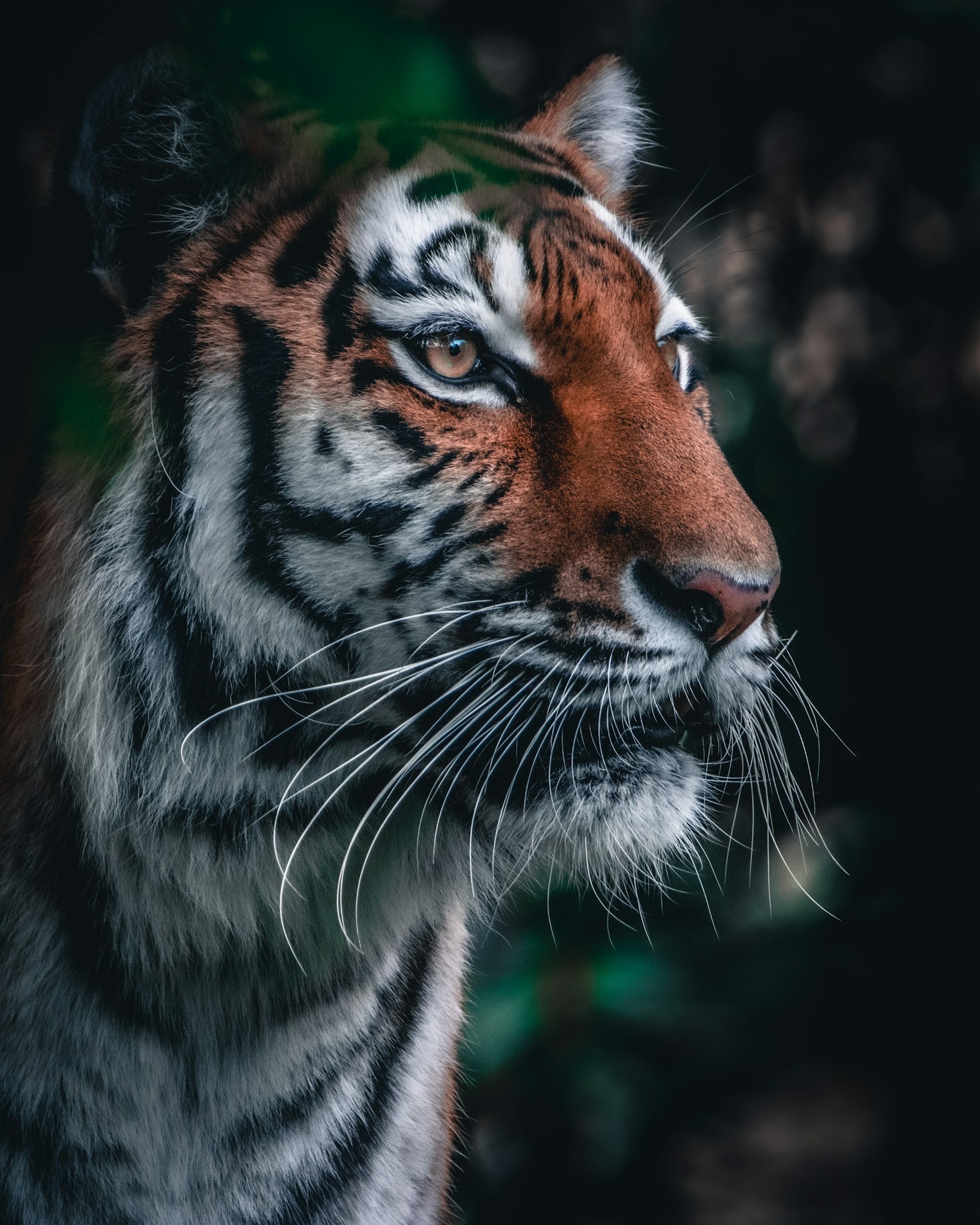The Art of Wildlife Photography: A Beginner’s Guide