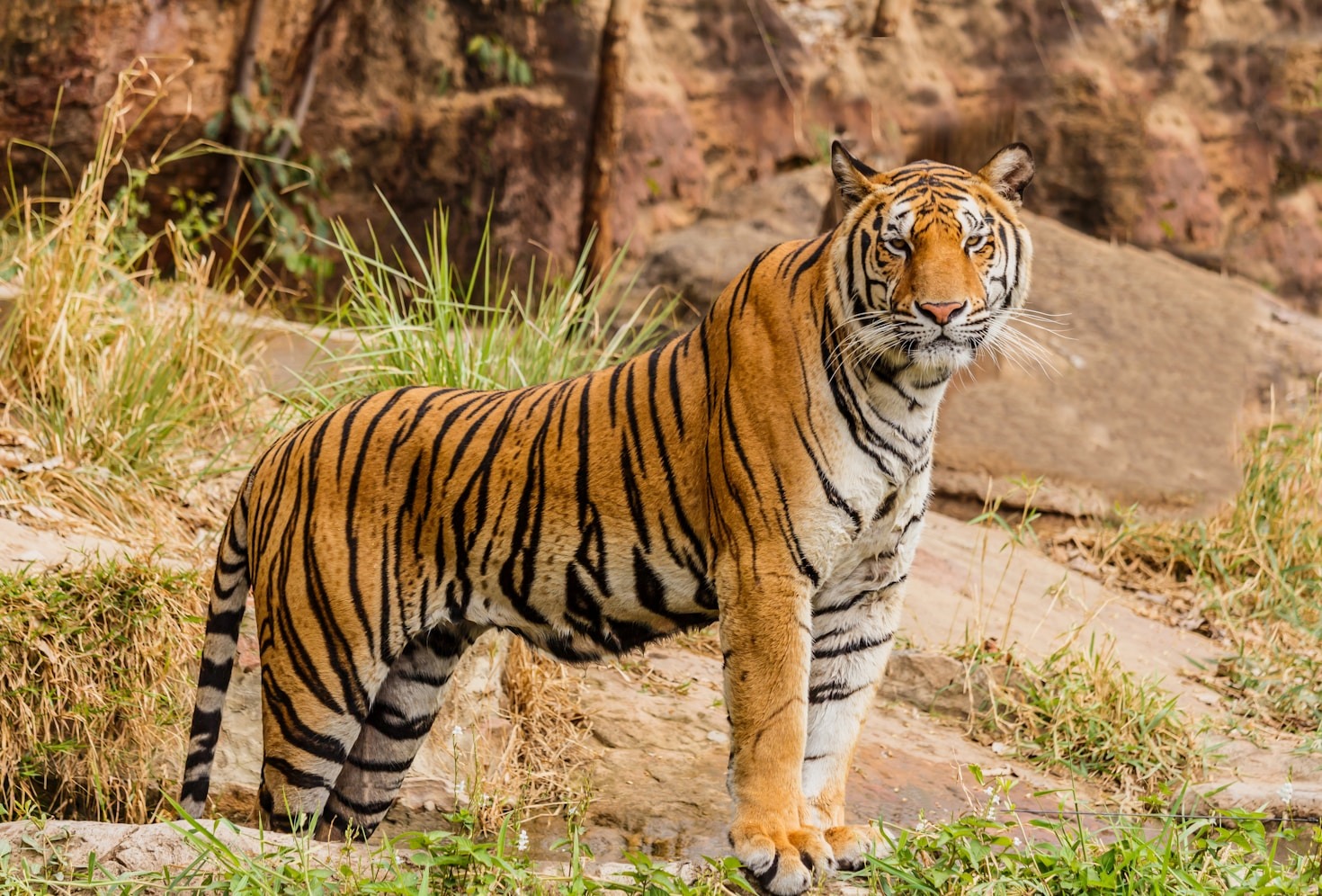Behind the Lens: Stories from the Safari