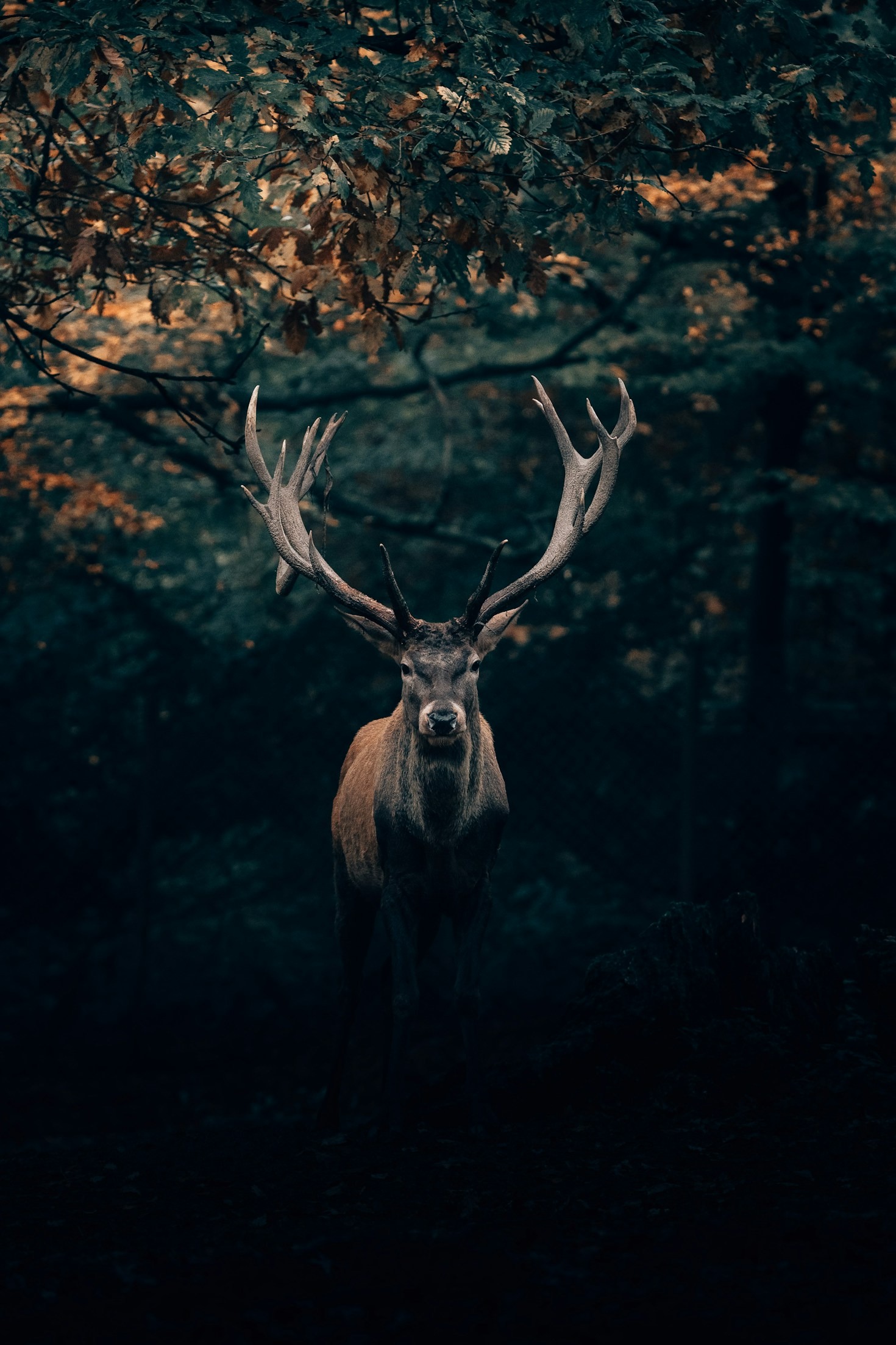 How to Photograph Animals in Their Natural Habitat