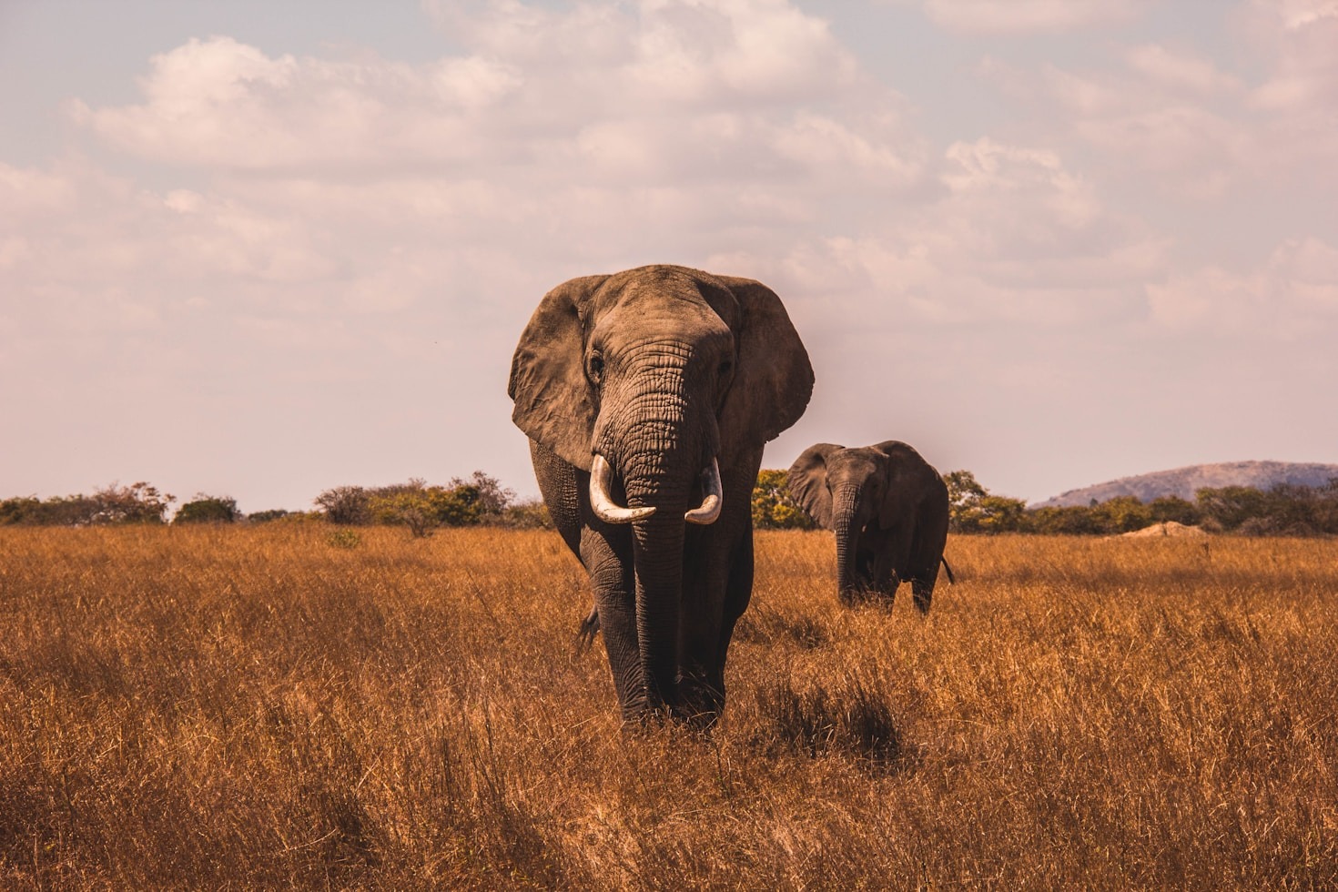 Preserving Nature’s Beauty Through Wildlife Photography
