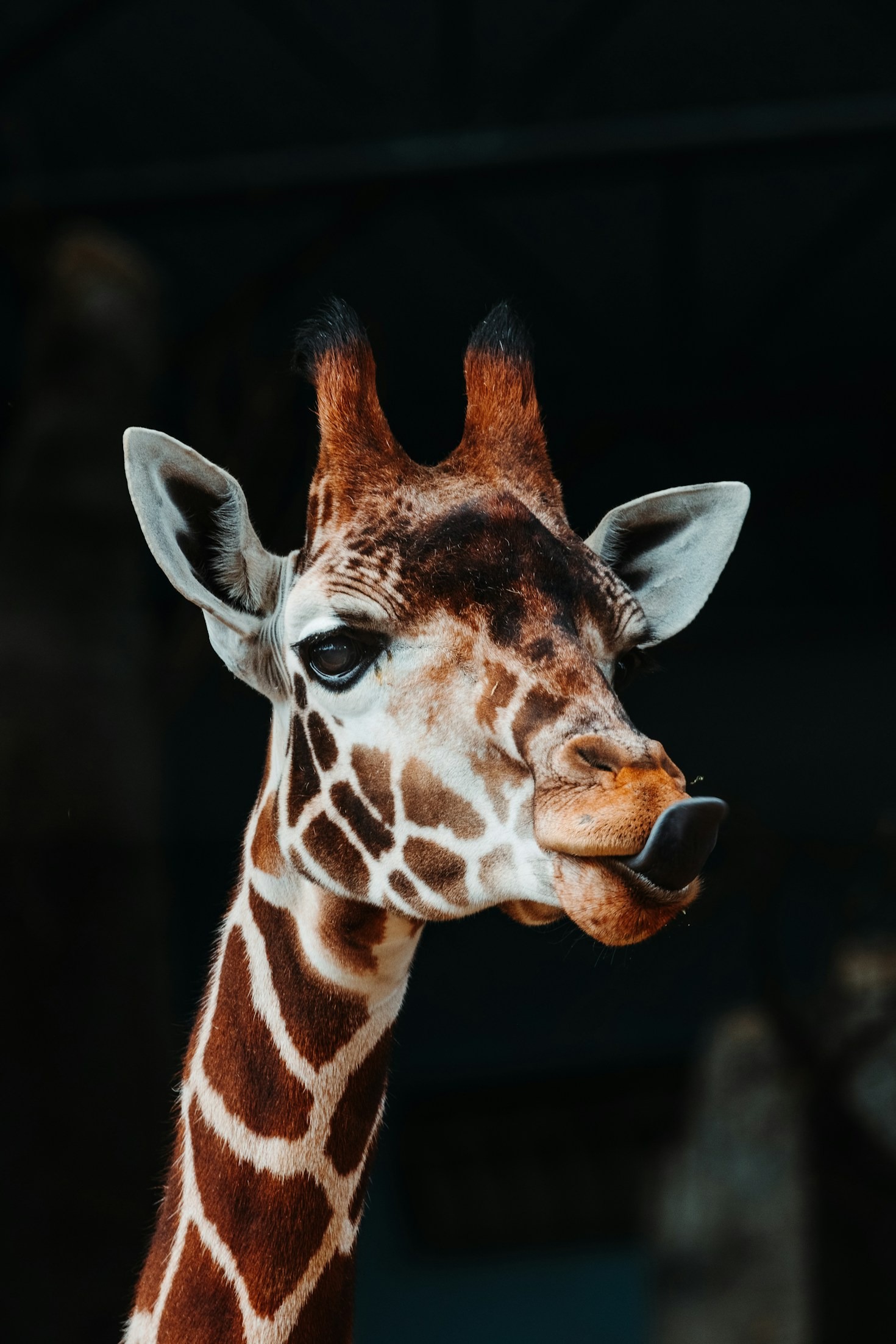Mastering Lighting for Perfect Wildlife Shots