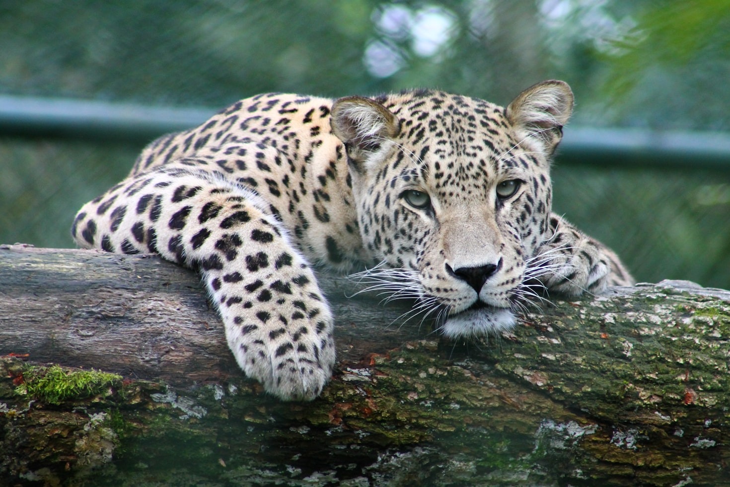 The Role of Patience in Capturing Wildlife Moments