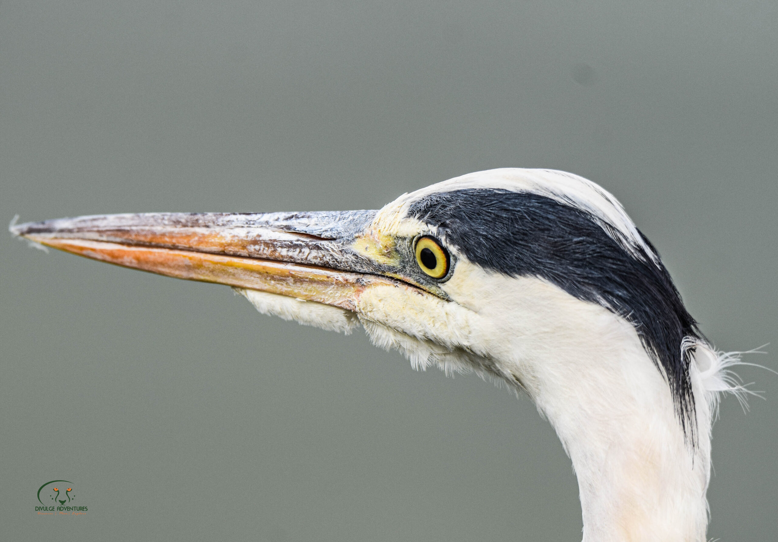 4465 x 3109divulge adventures