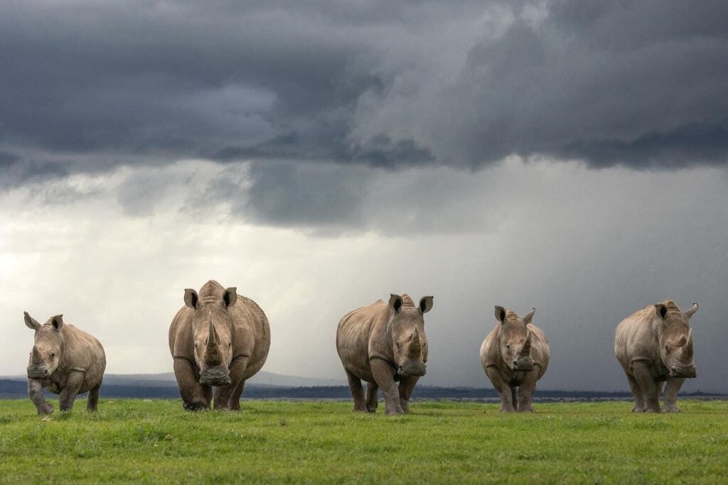 solio game reserve