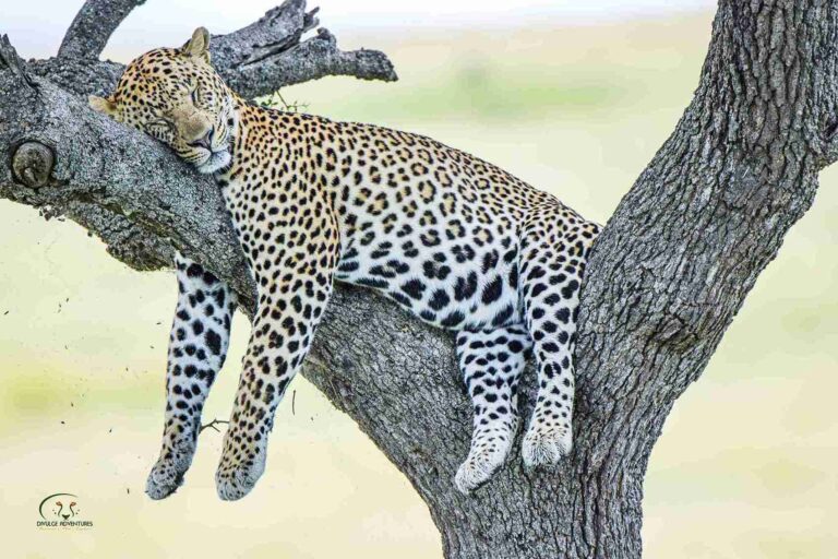 divulge adventures masai mara triangle conservancy (2) 12 11zon
